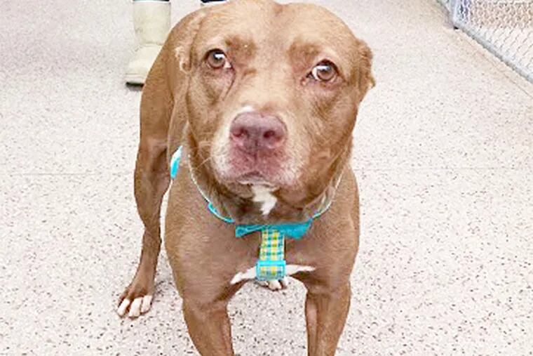 The Daily News Pet of the Week is Cocoa, an 8-year-old red female pitbull terrier at the Pennsylvania SPCA.