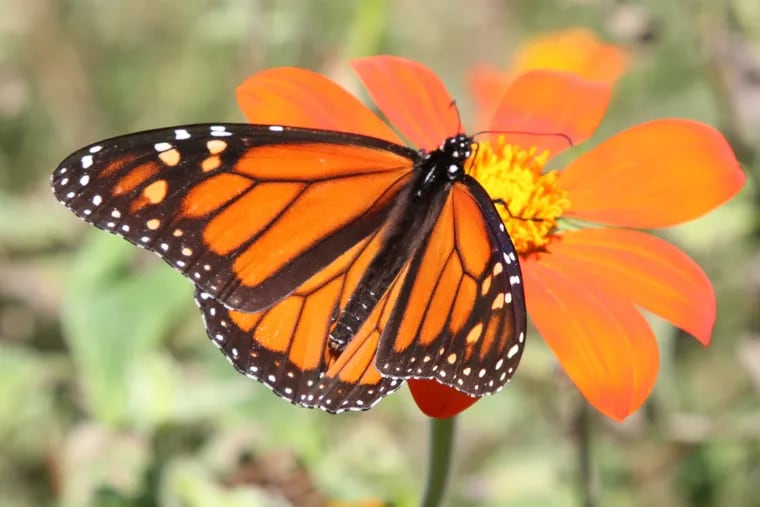 A monarch butterfly enjoys a nectar break in Cape May Point on Monday. The Monarchs might need all the nectar they can drink if they want to make it to Mexico.