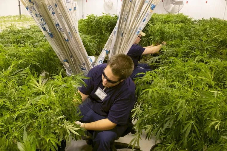 A medical marijuana growing room at Compassionate Sciences Alternative Treatment Center in Bellmawr, N.J.