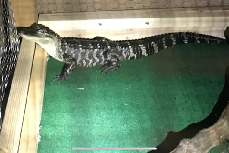 The American alligator found at a South Coatesville home when police executed a search warrant as part of a drug trafficking investigation