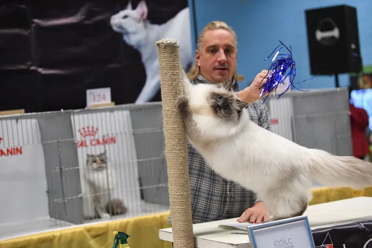 Philadelphia Cat Extravaganza – a judged cat show