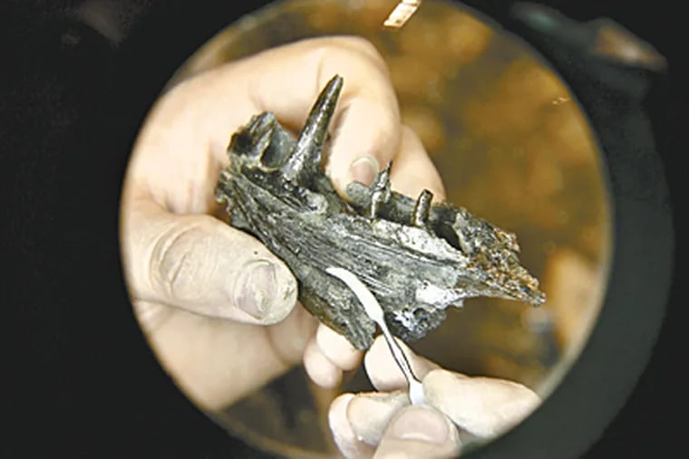 Jason Poole (not pictured) of the Academy of Natural Sciences holds the jaw of a saber tooth salmon from 65 million years ago that was discovered in a dig in Sewell.  (Charles Fox / Inquirer)