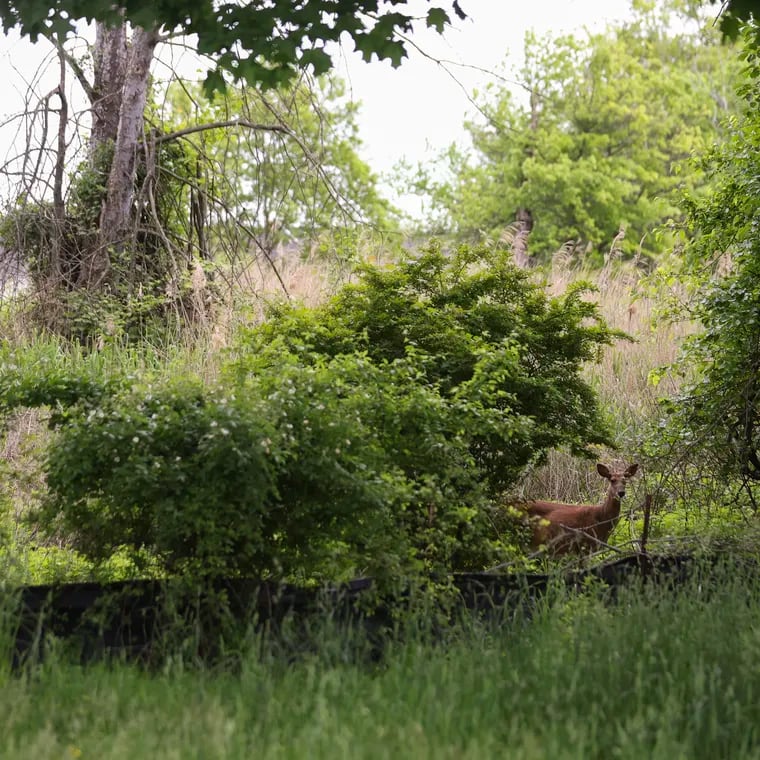 Deer in the 17-acre plot at Southampton and Carter Roads that the Pennsylvania Game Commission recently announced would become the first legal hunting grounds within Philadelphia county.