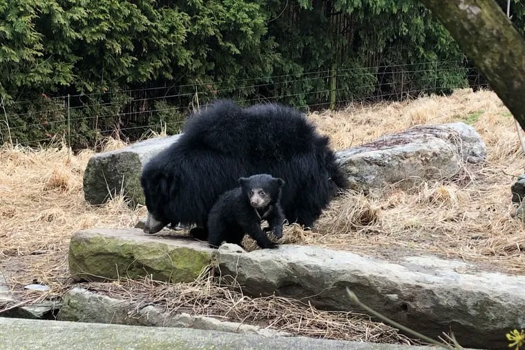 Keematee, seen here with his mom, Kayla, is one of the newest addition to the Philadelphia Zoo. He was named through an online poll, the pick of nearly 200,000 voters.