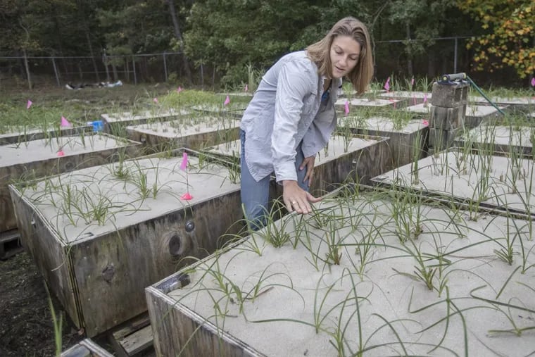 Bianca Charbonneau, a University of Pennsylvania  doctoral student, examines one of the many pallets of beachgrasses being tested in her wind tunnel dune experiment. She has three  varieties — American beachgrass, bitter panic grass, and Asiatic grass sedge —  planted in heavy, medium, and low densities.