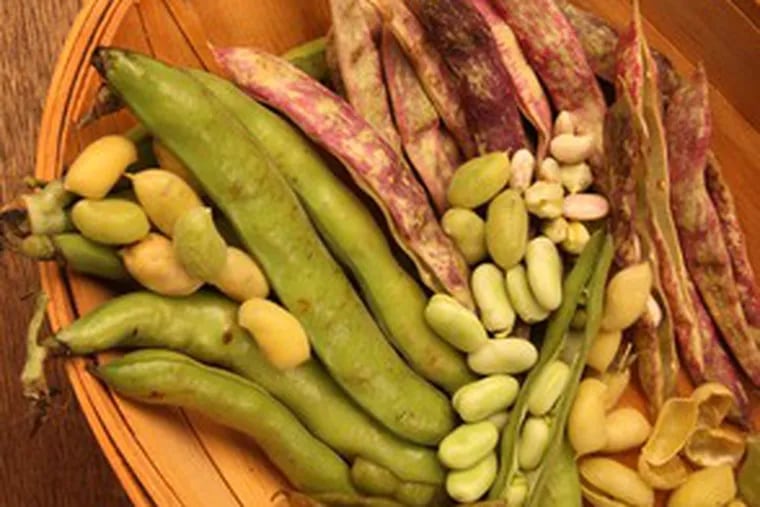 Spring beans, beautiful and and brilliant: They're plucked young so their inner beans don't need soaking; they take time to prepare, but are quick-cooking and creamy in texture.