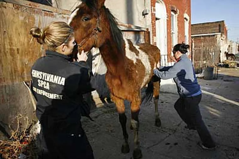 Law Enforcement officers with the Pa. SPCA remove several horses from a makeshift stable on Fletcher St. in Strawberry Mansion. Left, Tara Loller, right, Rachel Lee. (Alejandro A. Alvarez / Staff Photographer)