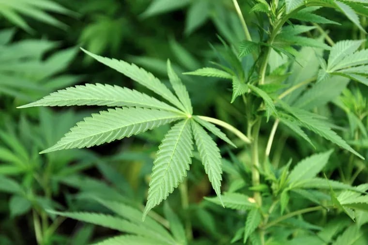The Pennsylvania Senate on Monday held the first in what is expected to be a series of hearings aimed at gathering information needed for a bill that would legalize adult-use recreational marijuana in the state.