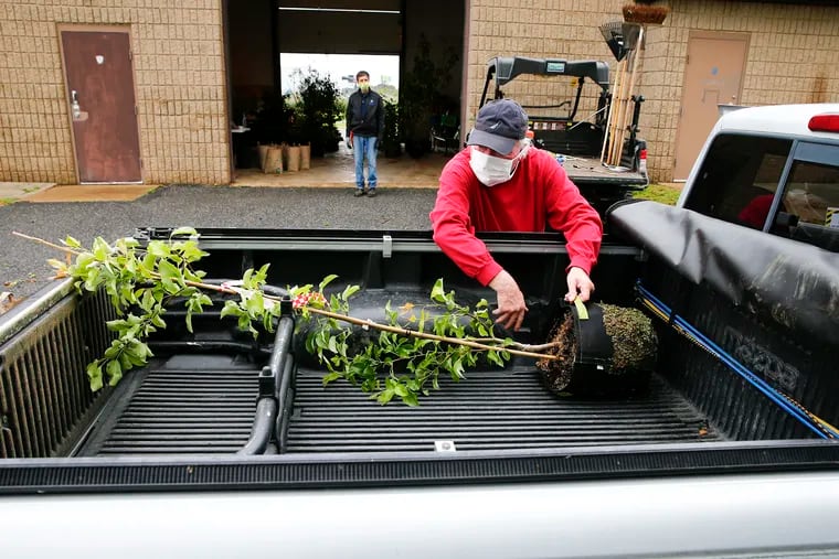 Joe Apice of Torresdale places a tree in the back of his truck during a tree giveaway at the Frankford Boat Launch in the Bridesburg neighborhood on Saturday. TreePhilly works with community groups across Philadelphia to distribute free yard trees through its Community Yard Tree Giveaway Program. Because of social distancing rules, tree recipients made appointments and drove through to pick up a tree and a bag of mulch.