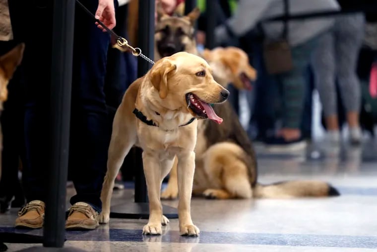 Service dogs stand with their trainers as they wait to go through security screening at Terminal C at Newark Liberty International Airport. Canines around the city were on the job today for Take Your Dog to Work Day.