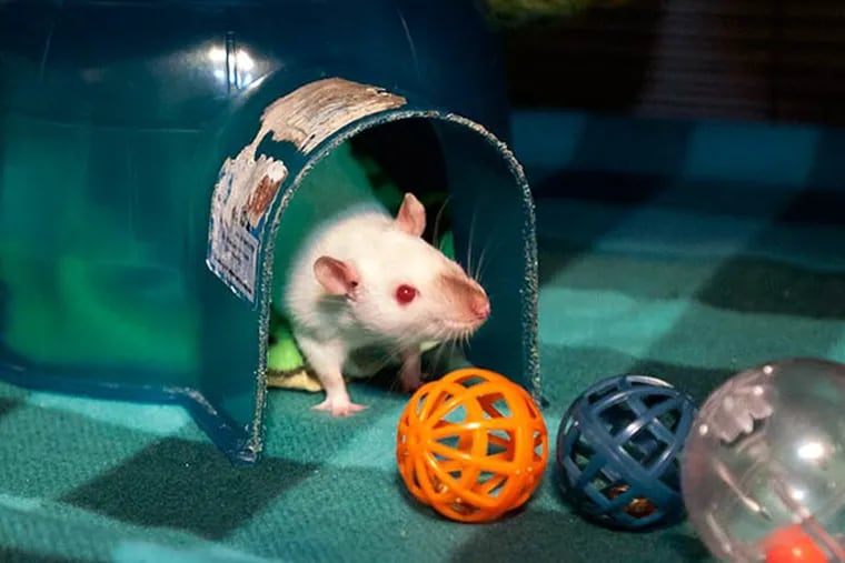 One of Abby Roeser's rats, named Blue, in its cage on Dec. 12, 2013. Abby's video called "15 Incredible Rat Tricks " has gone viral. (RON TARVER / Staff Photographer)