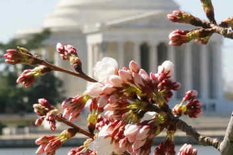 make a spring spectacle near the Jefferson Memorial in Washington.