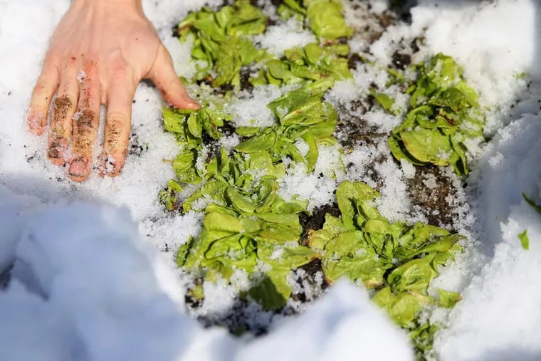 Farm manager Adrian Galbraith-Paul shows off an Italian chicory growing under the snow at Heritage Farm.
