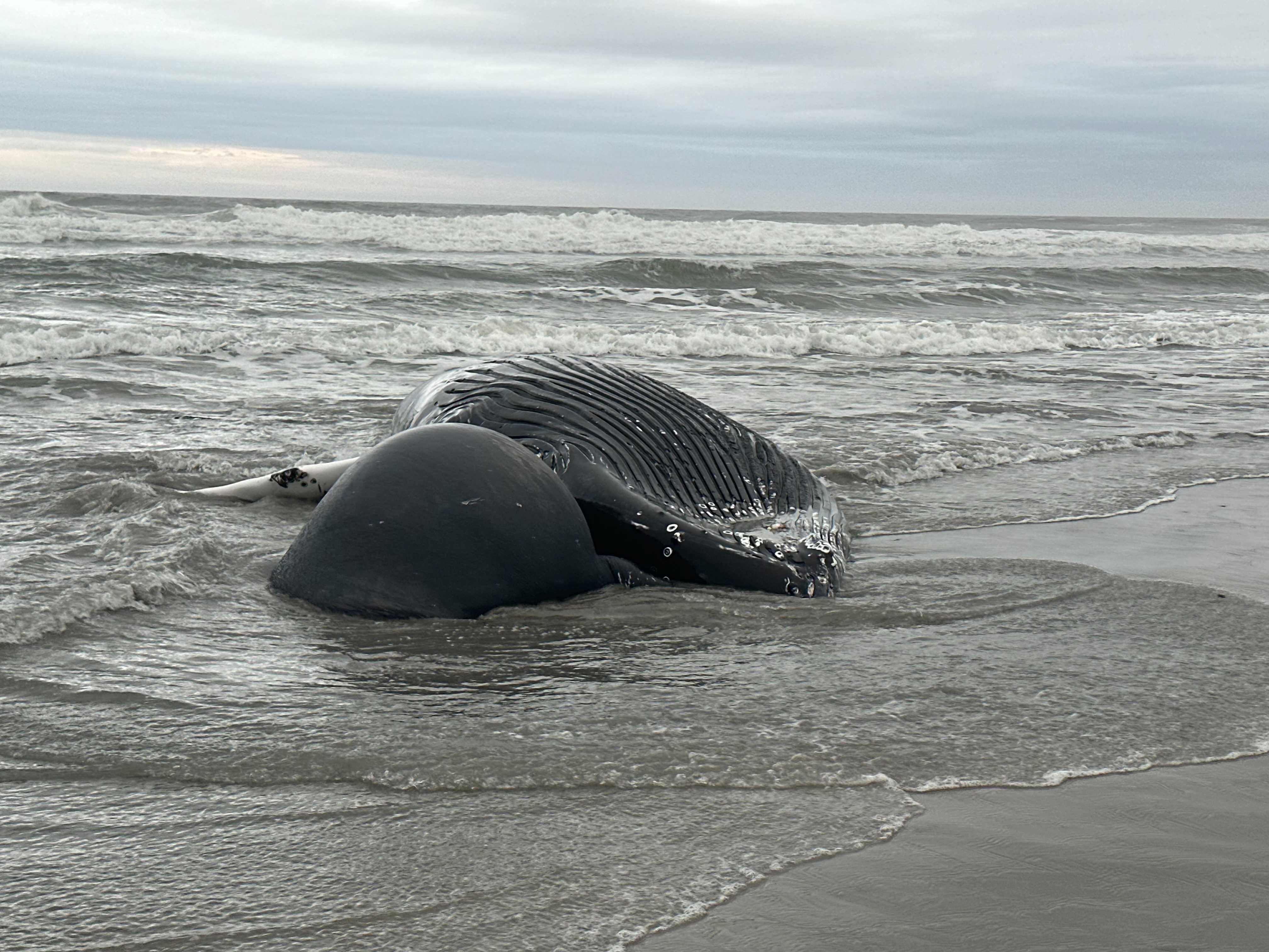 lezing Betreffende Bekentenis Humpback whale dead in Brigantine, 2nd New Jersey beach death in a week