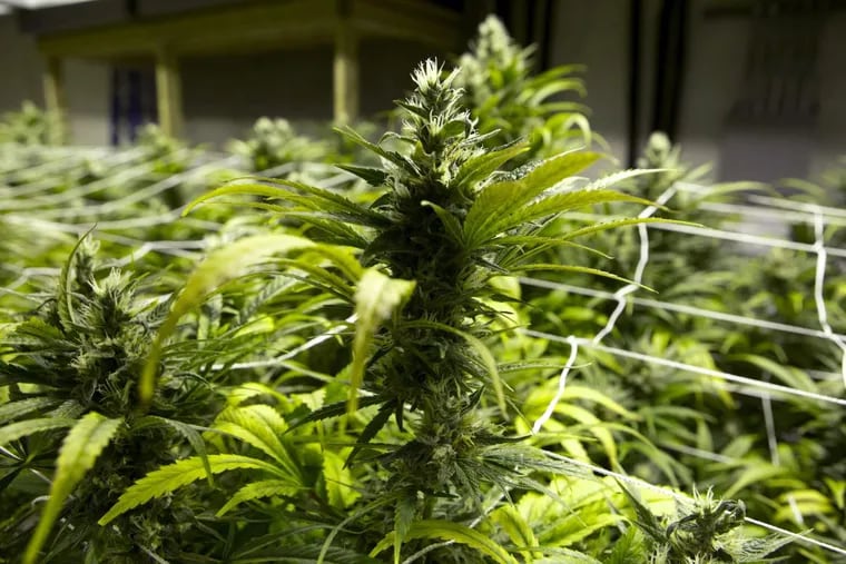 A grow house in Denver shows marijuana plants ready to be harvested.
