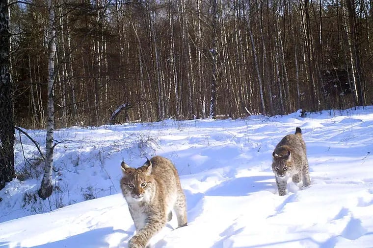 Lynx roam close to Chernobyl. After decades without humans, the area has reverted to primeval forest.