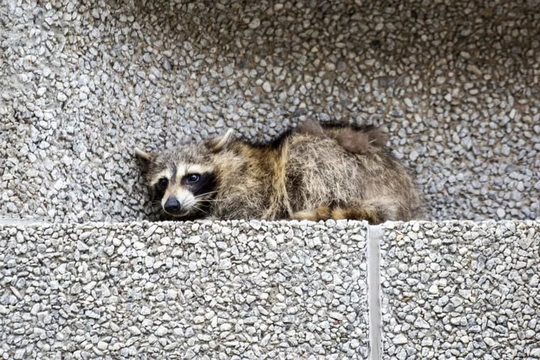 A raccoon sits on a ledge on the Town Square building in downtown St. Paul, Minn., on Tuesday, June 12, 2018.