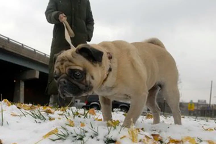 While the snow wasn&#0039;t deep for humans, it was more than ankle deep for Butterscotch. Denise Pody, owner of Flowers Etc. in Northern Liberties, took a break to take her pug for a walk.
