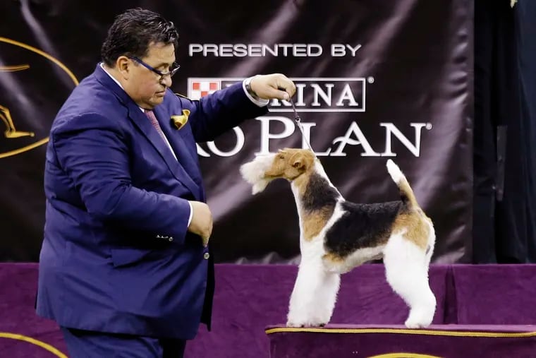 King, a wire fox terrier, competes with the terrier group at the 143rd Westminster Kennel Club Dog Show Tuesday, Feb. 12, 2019, in New York.