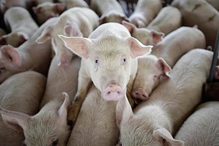 If the Centers for Disease Control and Prevention decides to pursue a flu vaccine for the swine flu, it will likely turn to pharmaceutical companies with operations in this region. Pictured are pigs seen on a farm on the outskirts of Xicaltepec in Mexico's Veracruz state. (AP / Alexandre Meneghini)