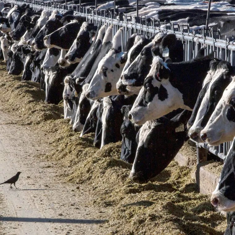 Eight states are dealing with an outbreak of avian flu among cattle herds, but Pennsylvania has not seen the disease yet, experts say. Shown here are dairy cattle at a farm near Vado, N.M. in March 2017.