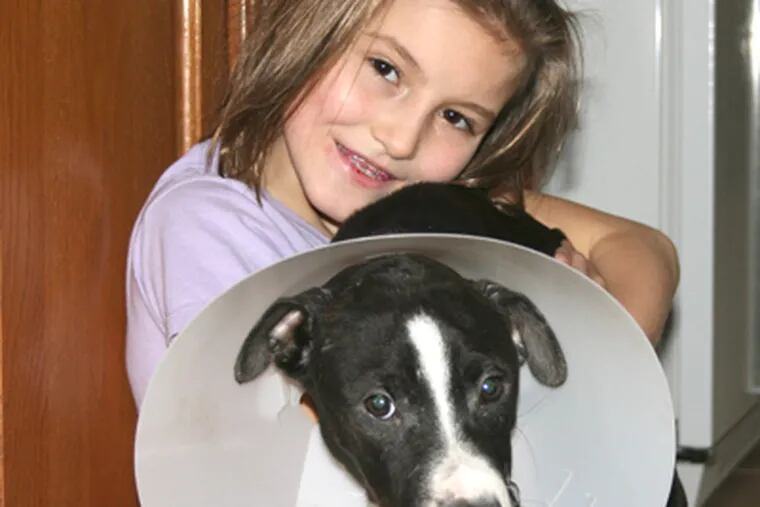 Kelly, the injured pit-bull pup, is recuperating in New Jersey. (Animal Alliance)