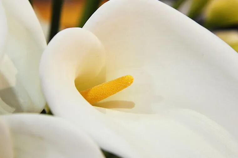 A Calla Lilly at the 2014 Philadelphia Flower Show on Feb. 26, 2014.  ( CLEM MURRAY / Staff Photographer )