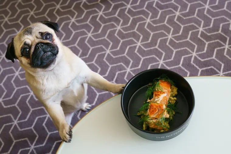 Pinto with the dog menu item called "PAW-sitively Delicious" which is Scottish salmon, spinach, and scrambled eggs, at the Rittenhouse Hotel in Philadelphia.