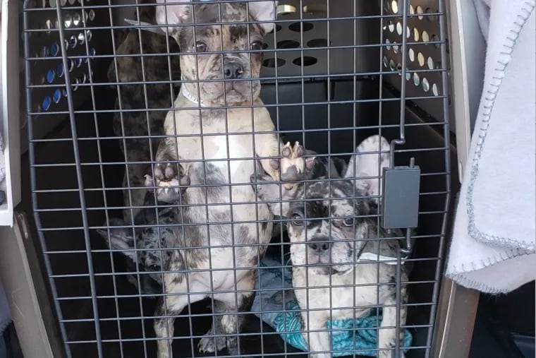 Two of the French bulldog puppies recovered by FBI agents after they were stolen at gunpoint from a breeder in Lancaster County.