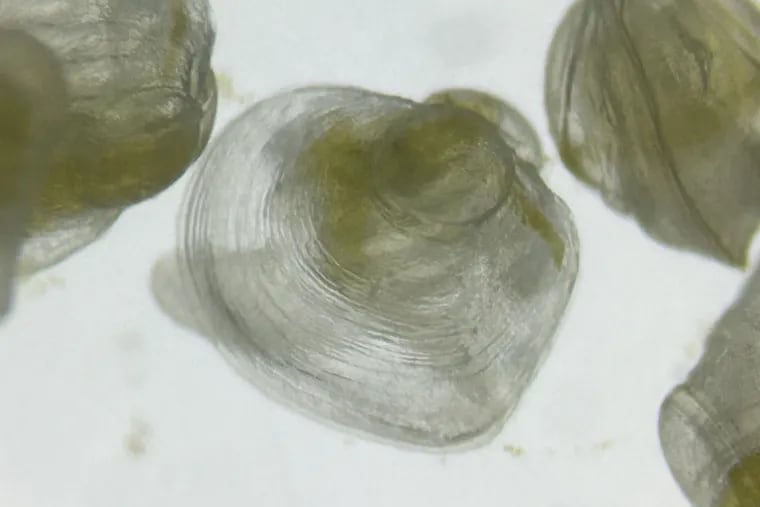 A closeup image of a 30-day-old Eastern Pondmussel at the Fairmount Water Works freshwater mussel hatchery.