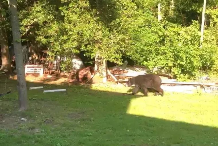 The Elk Township, Gloucester County, police department posted on its Facebook page that there was a bear sighting on Saturday.  Residents in neighboring towns have also said they've seen what they believed to be the same bear.