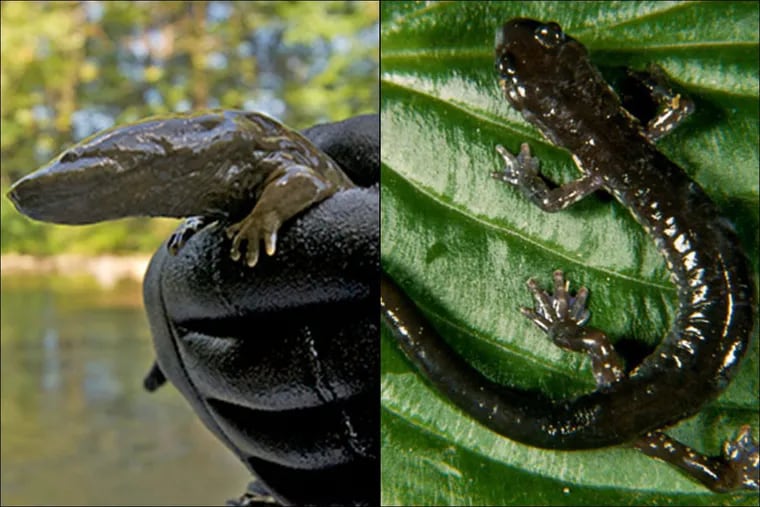 An Eastern hellbender salamander, left, and Wehrle’s salamander, right.