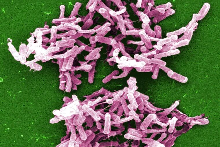 A microscopic image shows &quot;C. difficile&quot; bacteria, a tough opponent.
