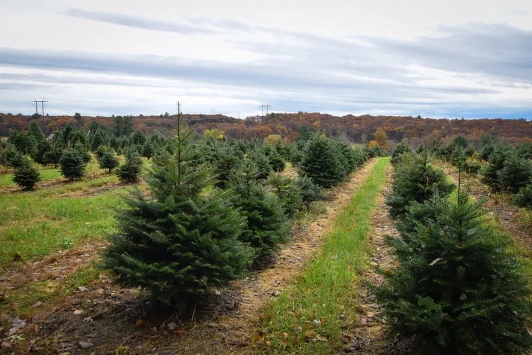 Jay Bustard's Christmas tree farm in Lehighton, Pa. (Erin Blewett/Philadelphia Inquirer/TNS)