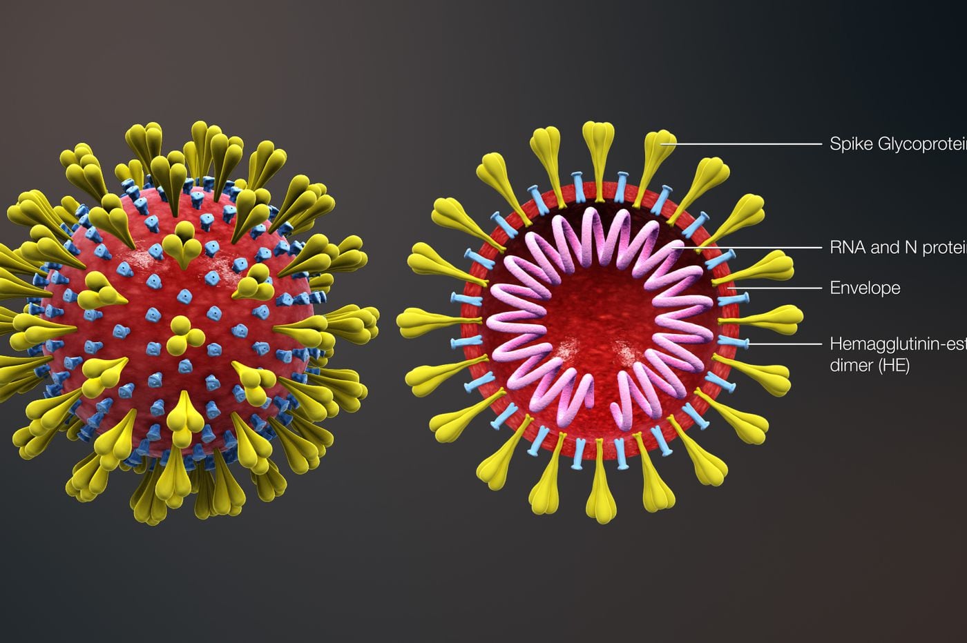 Hasil gambar untuk coronavirus