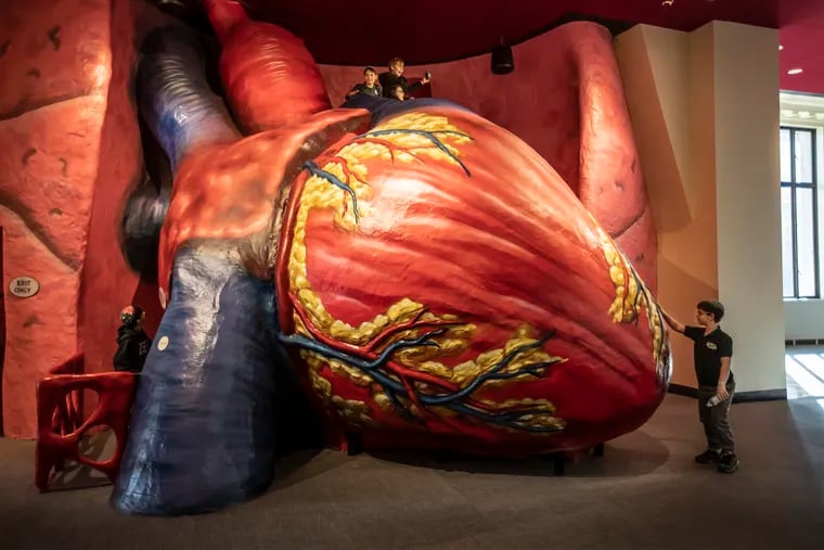 Students on a field trip to the Franklin Institute from the Krieger Schechter Day School of Baltimore explore the Giant Heart, which recently underwent a renovation.