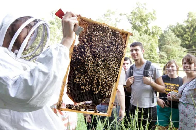 Students listen as bee keeper Travis Maider displays a bee-covered frame from one of the hives at Ursinus College's organic farm in Collegeville, Pa. on Aug. 29, 2013. (ELIZABETH ROBERTSON / Staff Photographer)