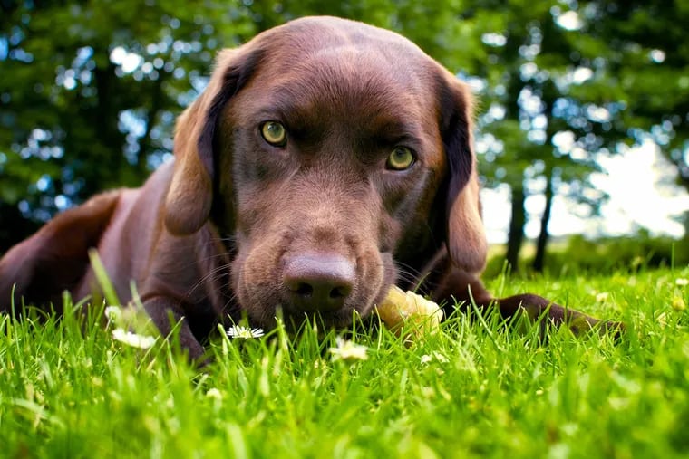 Scientists have forecasted the number of dogs that will test positive for antibodies to Lyme disease in 2017. They say their method may help predict geographic areas where the disease is likely to crop up in humans.