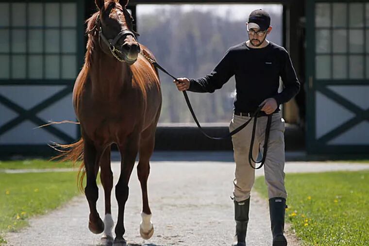 Chris Gracie leads Smarty Jones to a barn for breeding with a mare. (Michael S. Wirtz/Staff Photographer)