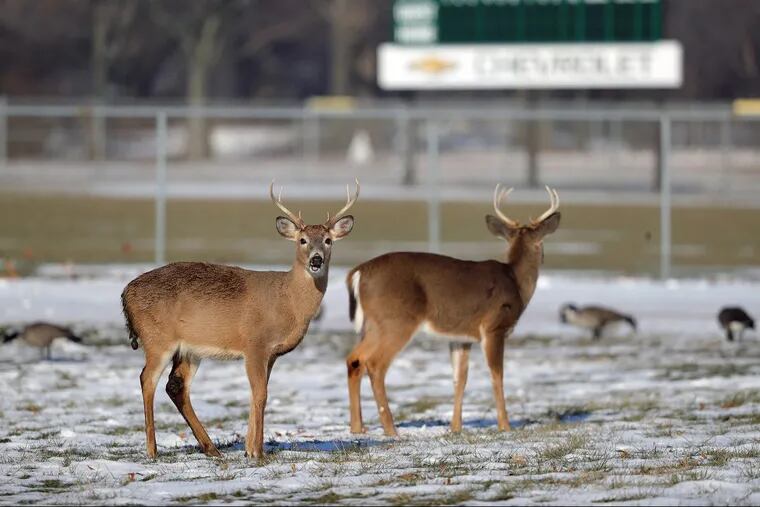 Two deer graze next to the baseball field at FDR Park.