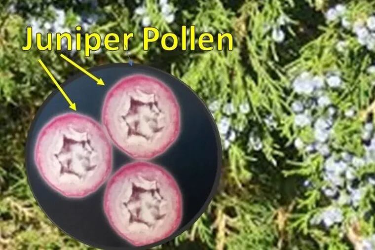 Juniper pollen up close and too personal.