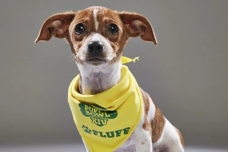 Lila, a Jack Russell Terrier mix from Morris Animal Refuge, will appear in Animal Planet’s Puppy Bowl XIV as a starter for Team Fluff.