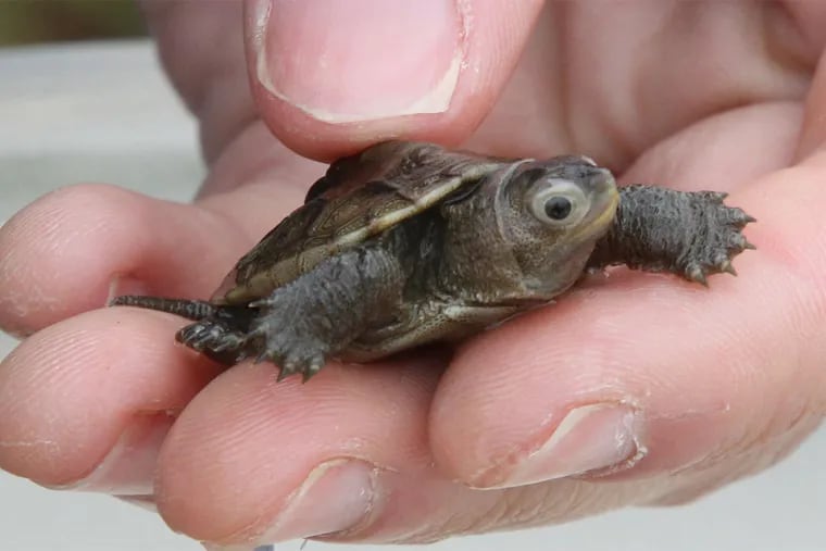 A 10-month-old diamondback terrapin at the Wetlands Institute in Stone Harbor, N.J. Traffic and food tastes have taken a toll on the turtles.