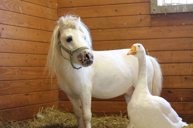Waffles and Hemingway, inseparable miniature horse and goose, get adopted together