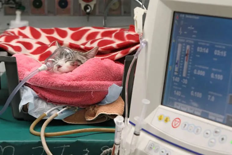 A cat sleeps during dialysis treatment. Penn's Matthew J. Ryan Veterinary Hospital is one of just four dialysis centers on the East Coast. Cats make up nearly 70 percent of cases at Penn.