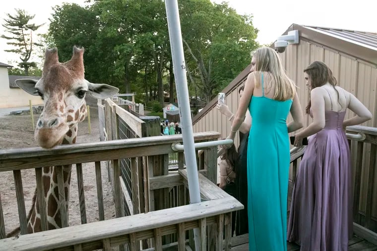 Students take photos as they carefully walk down the stairs after feeding a giraffe during their Cheltenham High School prom at the Elmwood Park Zoo in Norristown, Pa. on Thursday, May 27, 2021.