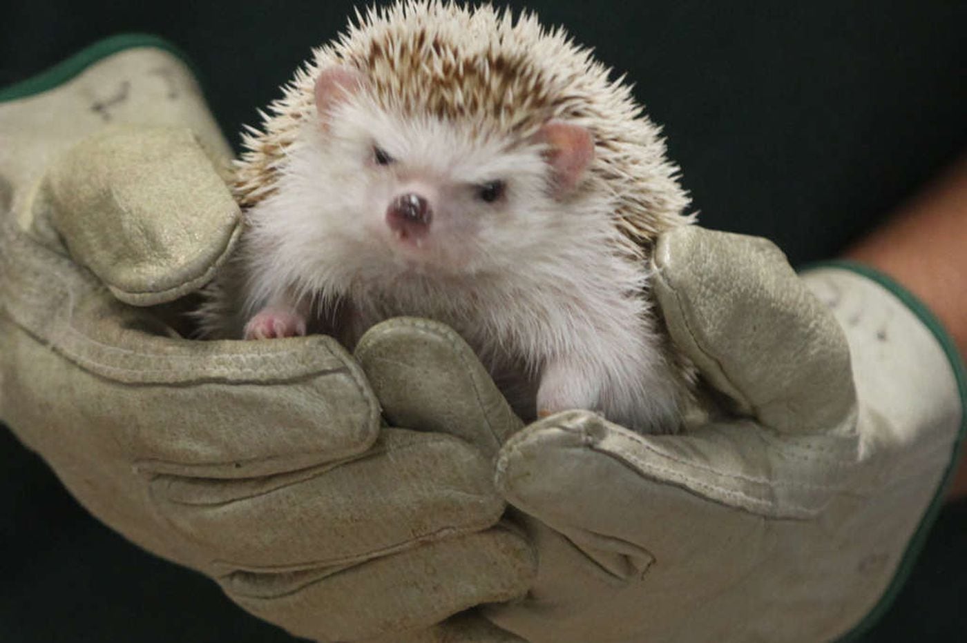 Pet Hedgehogs Linked To Salmonella Outbreak
