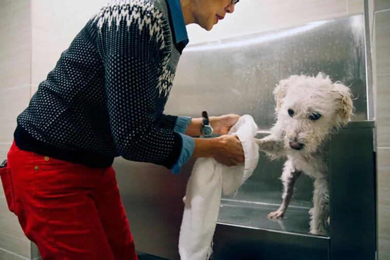 At Mill and Main apartments, Sharon Fong gives her schnoodle, Bexley, his weekly bath in the complex spa for dogs, Jan. 23, 2014, in Minneapolis. (Richard Tsong-Taatarii/Minneapolis Star Tribune/MCT)