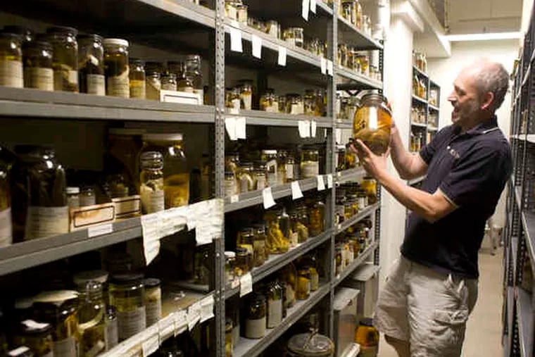 Ned Gilmore of the Academy of Natural Sciences holds a jar containing Norway rats collected by Napoleon's nephew.