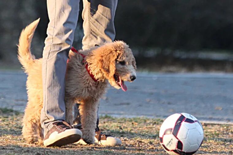 Playing in a city park. More dog parks in Philadelphia could help reduce health risks. CHARLES FOX / Staff Photographer